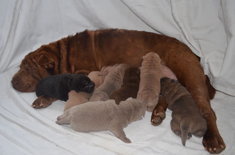 Des Perles Bleues - Shar Pei - Portée née le 05/11/2015