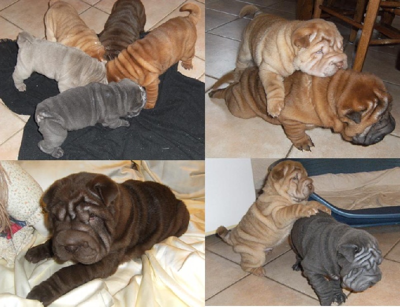 Des Perles Bleues - Shar Pei - Portée née le 08/10/2013