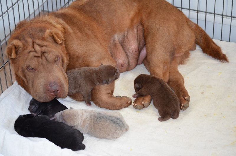 Des Perles Bleues - Shar Pei - Portée née le 21/04/2015