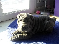 CHIOT