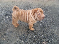 CHIOT