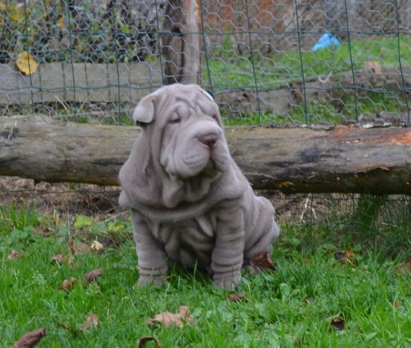 Des Perles Bleues - Shar Pei - Portée née le 17/10/2014
